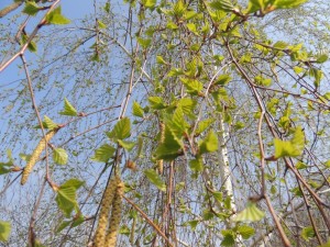 Берёза_клейкие_листочки